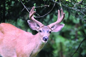 BlackTailDeer