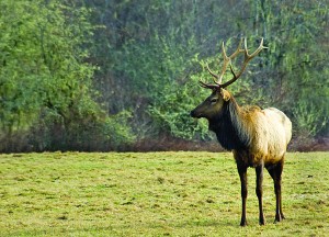 2305_bull_elk_swart_odfw