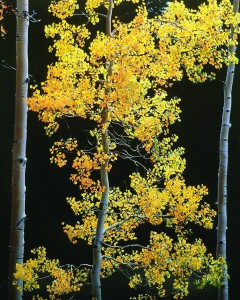 Graceful Aspen, Colorado by Christopher Burkett